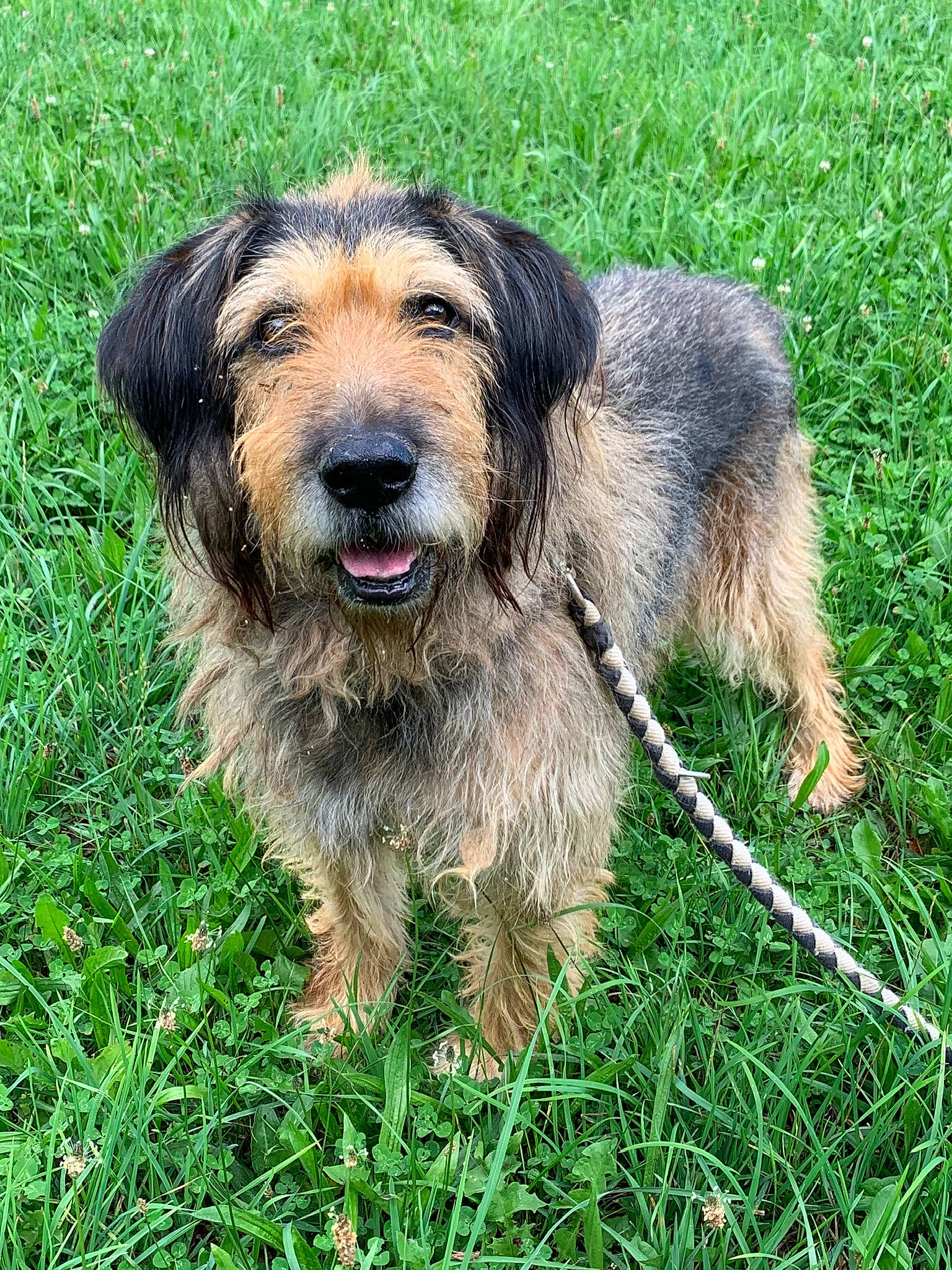 Apollo participe au concours pour gagner de l'argent avec cette photo : canidae, carnivore, companion_dog, corgi_chihuahua, dog, dog_breed, event, fur, grass, hunting_dog, liver, snout, sporting_group, terrestrial_animal, terrier, working_animal, working_dog