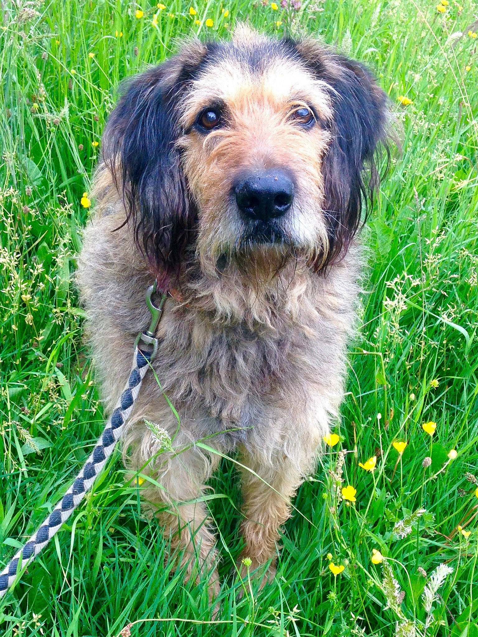 Apollo a rejoint le concours — aidez-le/la à gagner de superbes lots ! canidae, carnivore, companion_dog, corgi_chihuahua, dog, dog_breed, flower, grass, grassland, groundcover, herbaceous_plant, hunting_dog, people_in_nature, plant, prairie, small_terrier, sporting_group, terrier, working_animal, working_dog