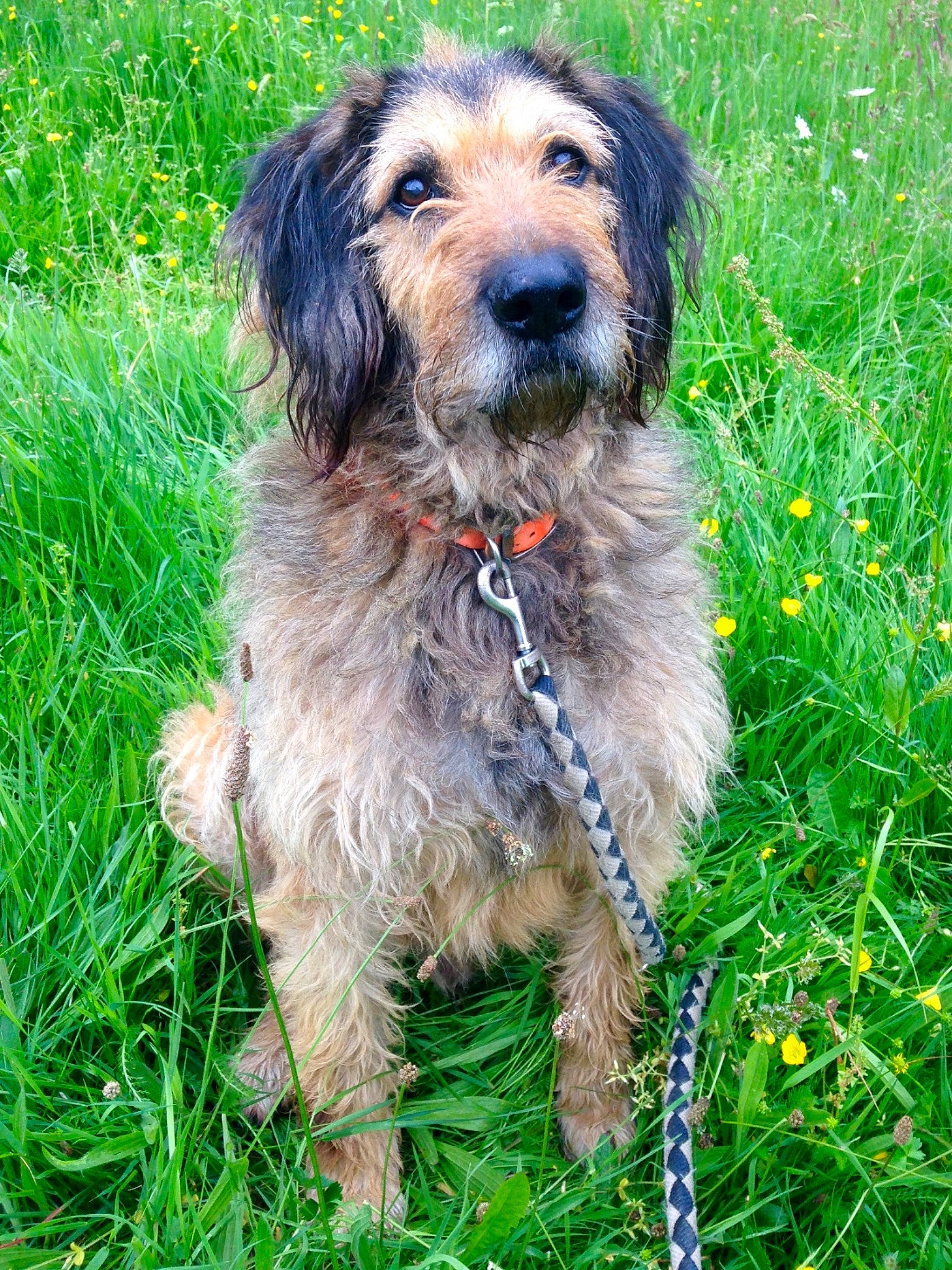 Apollo a rejoint le concours — aidez-le/la à gagner de superbes lots ! canidae, carnivore, collar, companion_dog, dog, dog_breed, flower, grass, groundcover, herbaceous_plant, liver, plant, small_terrier, sporting_group, terrier, water_dog, working_animal, working_dog