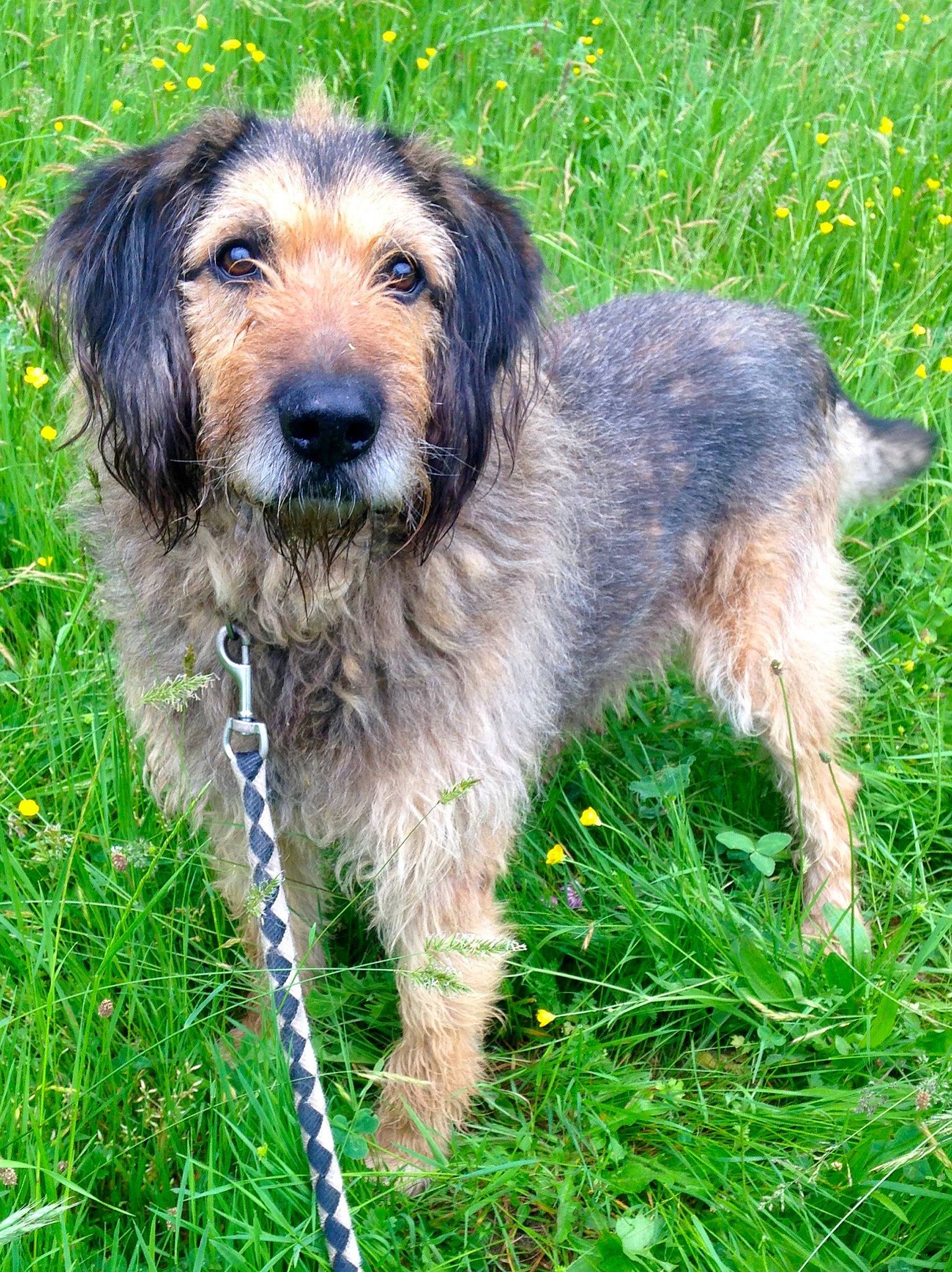 Apollo participe au concours pour gagner de l'argent avec cette photo : canidae, carnivore, companion_dog, dog, dog_breed, fur, grass, groundcover, hunting_dog, liver, plant, snout, sporting_group, terrestrial_animal, terrier, working_animal, working_dog