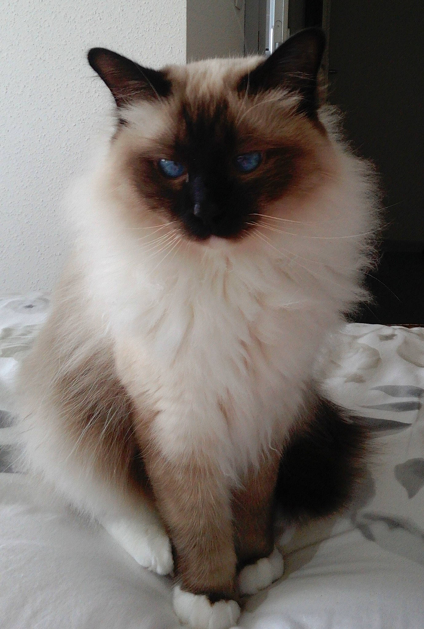 Nutty participe au concours pour gagner de l'argent avec cette photo : balinese, birman, british_semi_longhair, carnivoran, cat, cat_like_mammal, domestic_long_haired_cat, domestic_short_haired_cat, eye, fur, kitten, mammal, norwegian_forest_cat, ragdoll, siamese, small_to_medium_sized_cats, snout, thai, vertebrate, whiskers