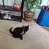 Kitty joined the competition — help win amazing prizes! animal, black_cat, blue_storage_bin, carpet, cat, collar, cord, curious, decor, family_photo, floor, furniture, houseplant, indoor, pet, photograph, potted_plant, power_strip, tag, wooden_shelf