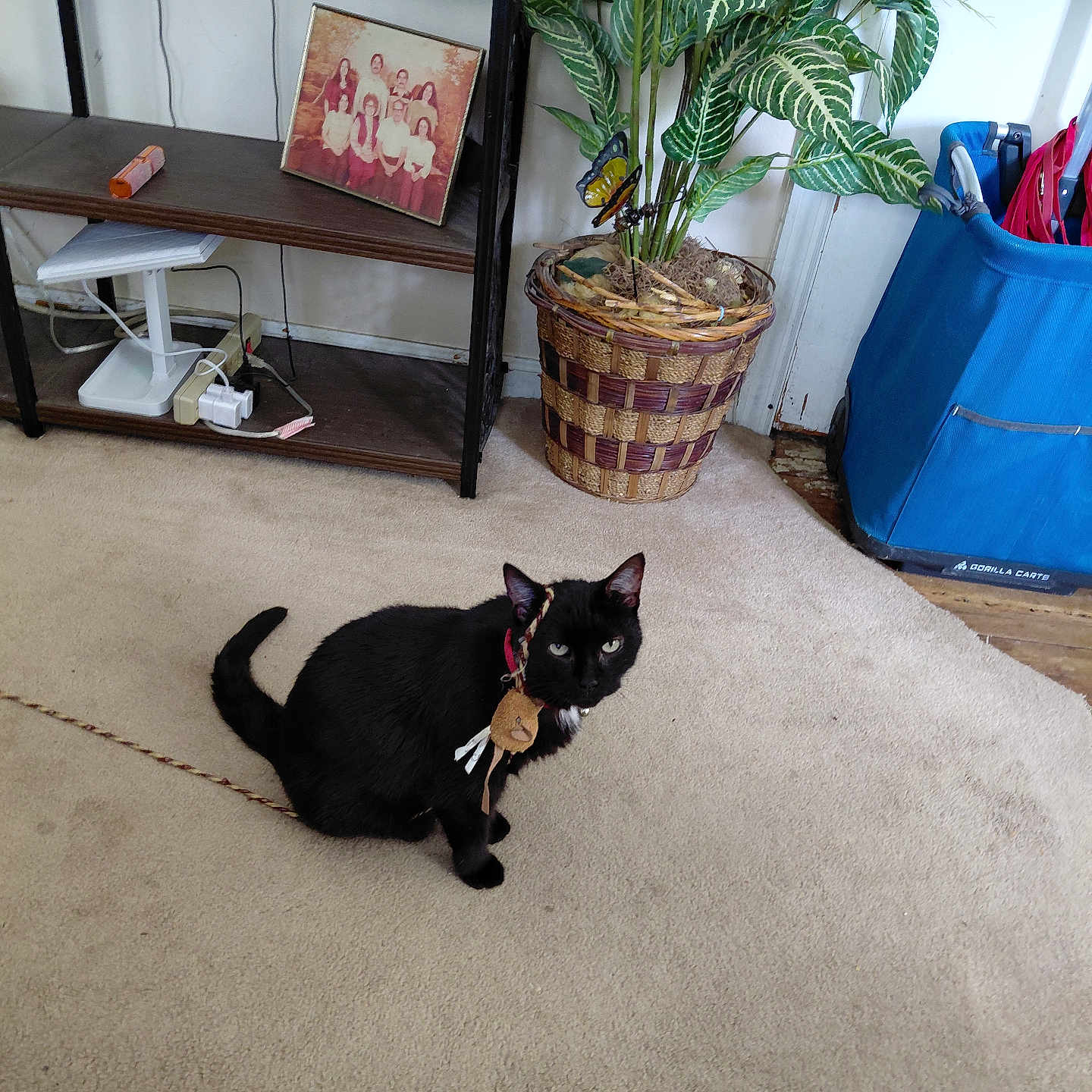Kitty