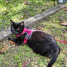 animal, black_cat, cat, daylight, ears, fence, grass, greenery, ground, harness, leash, mammal, nature, outdoor, pet, relaxed, resting, sunlight, tail, whiskers