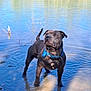 dog, water, outdoor, animal, collar, black_dog, standing, pond, nature, curious, alert, wet_fur, reflection, reeds, shallow_water, daylight, canine, muddy, calm, blue_collar