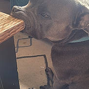 Taygo participe au concours pour gagner de l'argent avec cette photo : dog, resting, indoor, carpet, table, snout, gray_coat, furniture, relaxed, pet, collar, paw, canine, home, living_room, cozy, quiet, animal, closeup, side_view