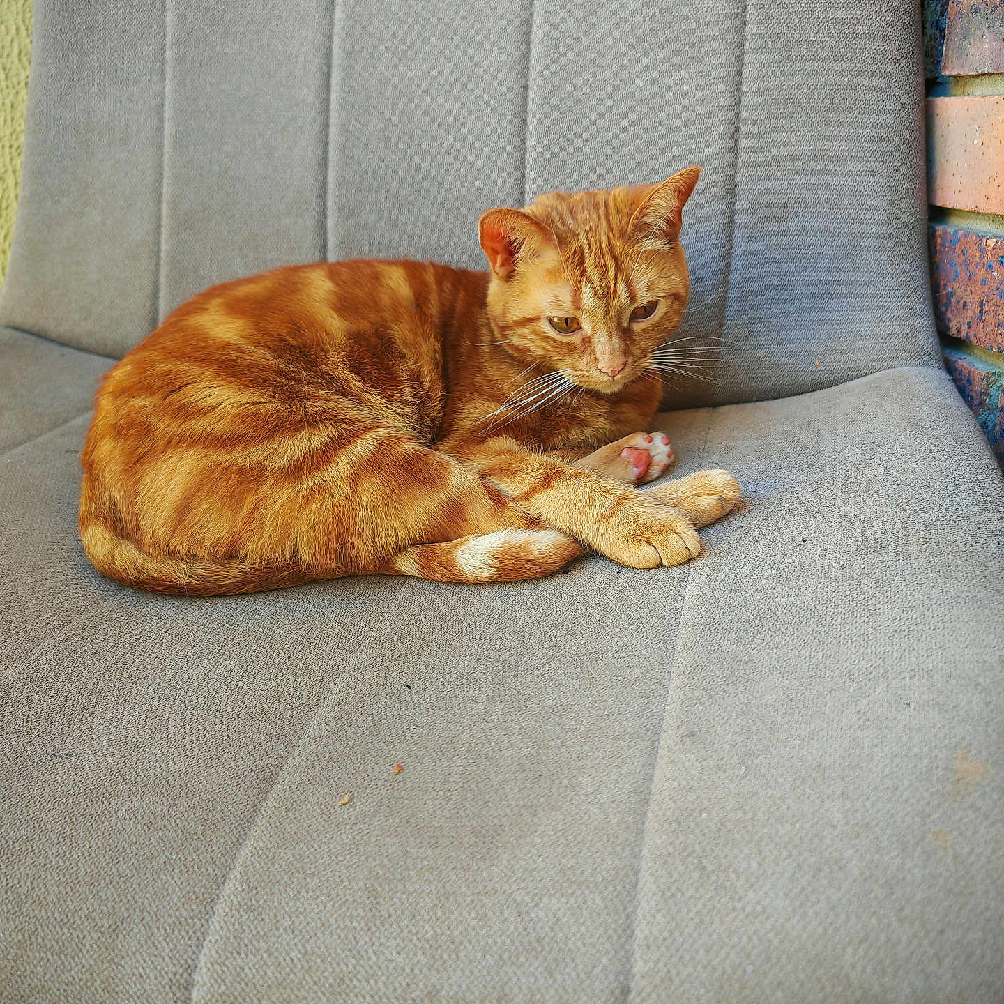Choupette a rejoint le concours — aidez-le/la à gagner de superbes lots ! animal, brick_wall, cat, chair, curled_up, ears, feline, fur, ginger_cat, gray_chair, green_grass, outdoor, paw, pet, pink_paw_pads, relaxed, resting, tabby, textured_fabric, whiskers