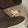 dog, chihuahua, couch, cushion, pet, sleepy, relaxed, indoors, brown, beige, fur, small_dog, animal, resting, home, cozy, face, ears, nose, paws