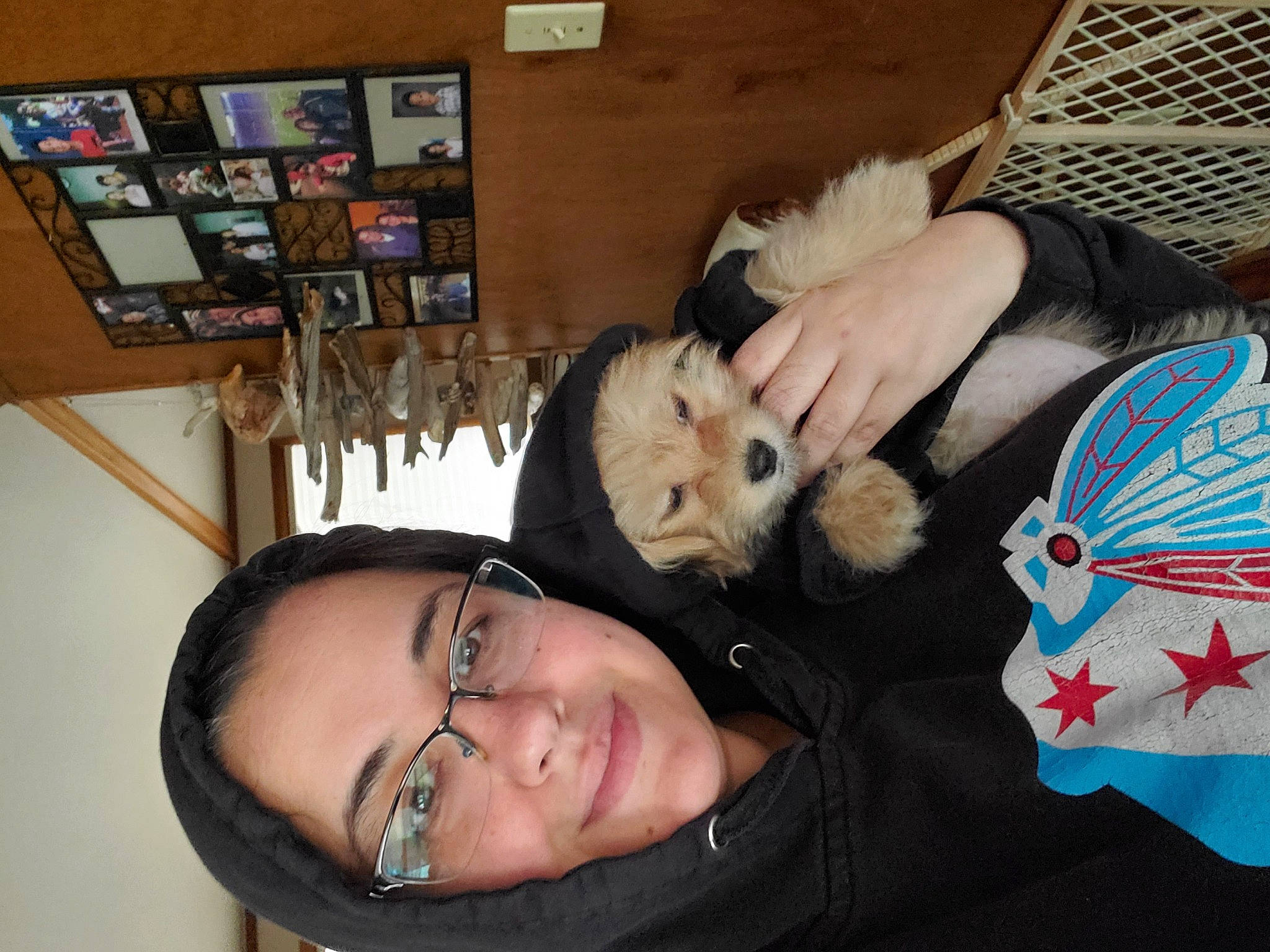 Nugget is registered to the contest to win money with this photo: black_hair, carnivore, collection, companion_dog, dog, dog_breed, fur, human, jacket, maltepoo, non_sporting_group, picture_frame, plush, puppy, small_terrier, stuffed_toy, terrier, textile, toy, toy_dog