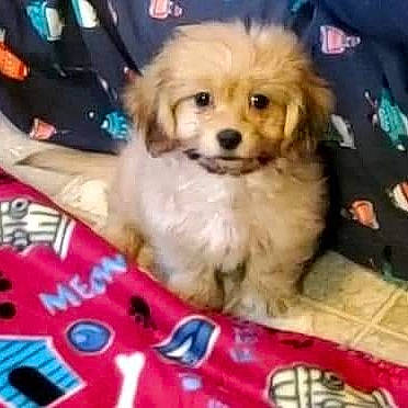 Nugget is registered to the contest to win money with this photo: ancient_dog_breeds, canidae, carnivore, companion_dog, dog, dog_breed, fawn, fur, home_accessories, linens, living_room, non_sporting_group, sporting_group, toy_dog, vertebrate, whiskers, working_animal, working_dog