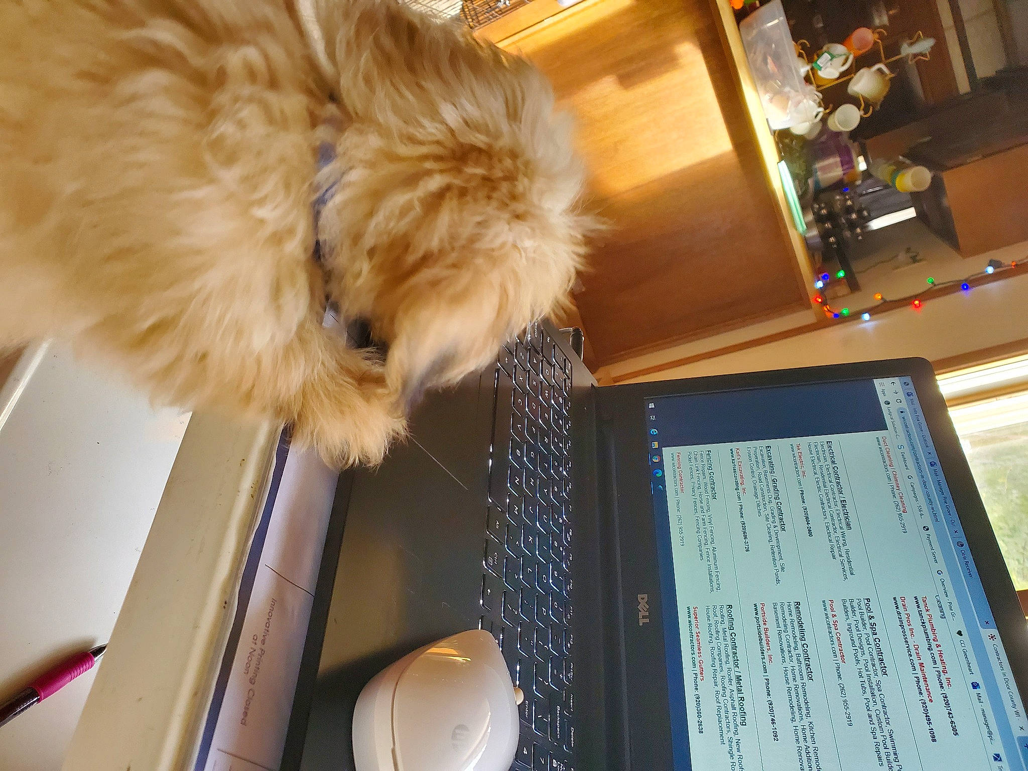 Nugget joined the competition — help win amazing prizes! cabinetry, carnivore, communication_device, companion_dog, computer, computer_hardware, display_device, dog, dog_breed, fur, laptop_part, mobile_device, multimedia, natural_material, office_equipment, output_device, peripheral, personal_computer, portable_communications_device, tablet_computer