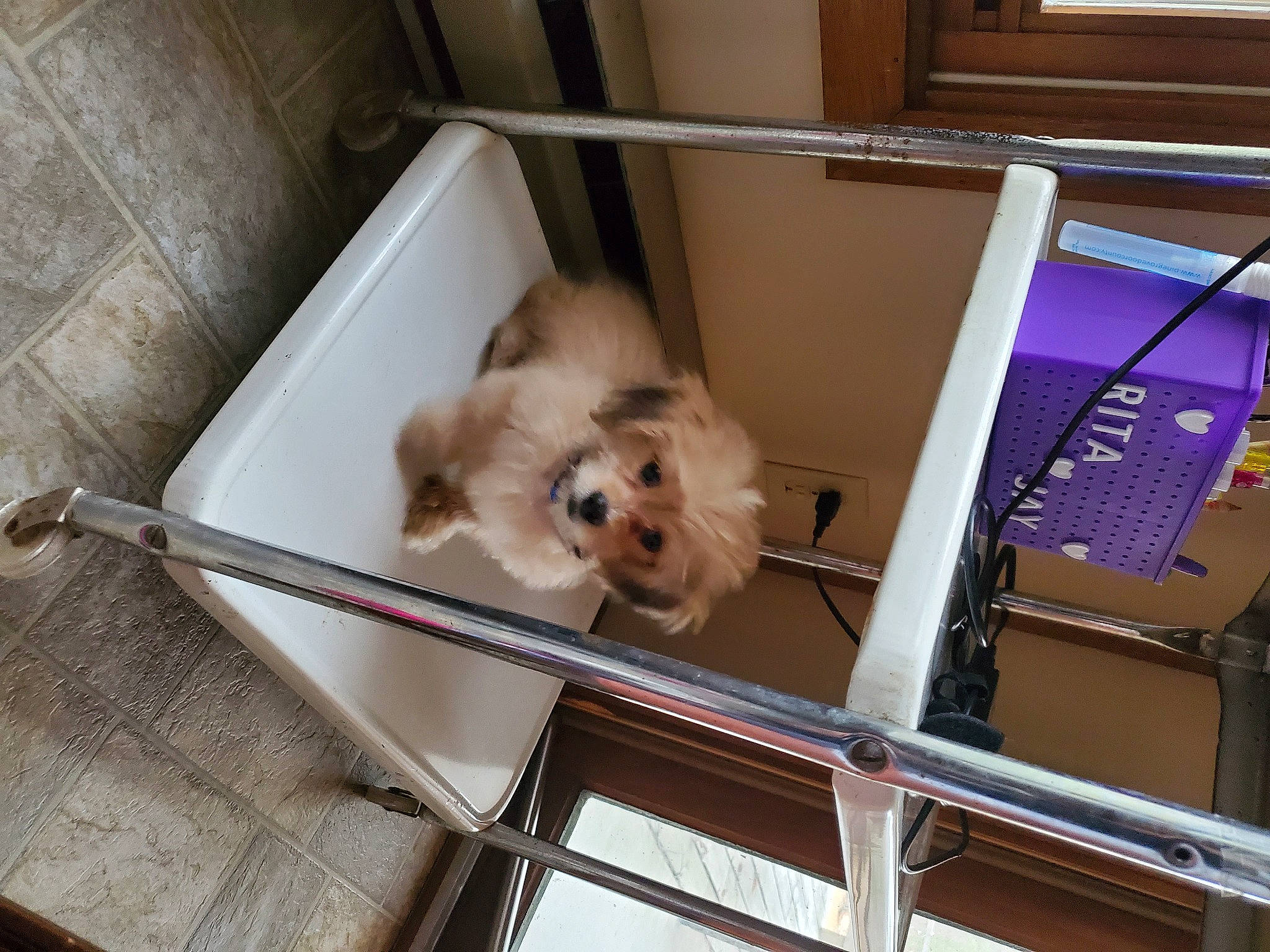 Nugget joined the competition — help win amazing prizes! canidae, carnivore, companion_dog, dog, dog_breed, dog_crate, dog_supply, fawn, liver, maltepoo, non_sporting_group, pet_supply, puppy, snout, sporting_group, steel, toy_dog, vertebrate, working_animal, working_dog