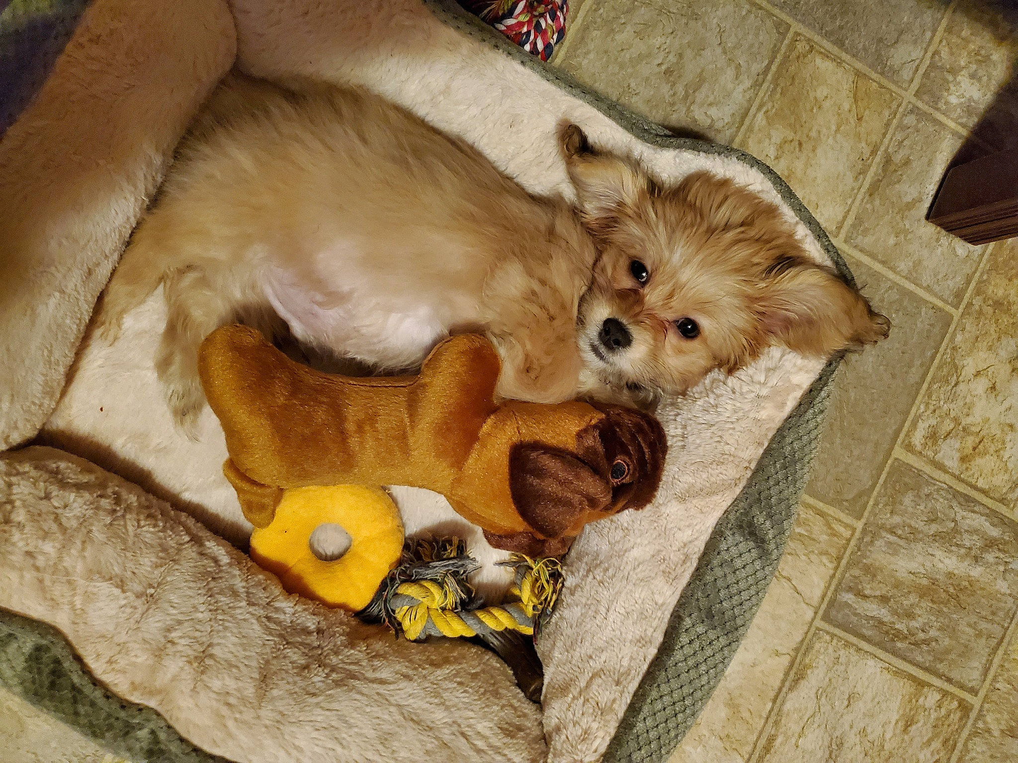 Nugget is registered to the contest to win money with this photo: canidae, carnivore, companion_dog, dog, dog_breed, dog_supply, fawn, fur, liver, non_sporting_group, pet_supply, puppy, snout, sporting_group, stuffed_toy, toy, toy_dog, working_animal, working_dog