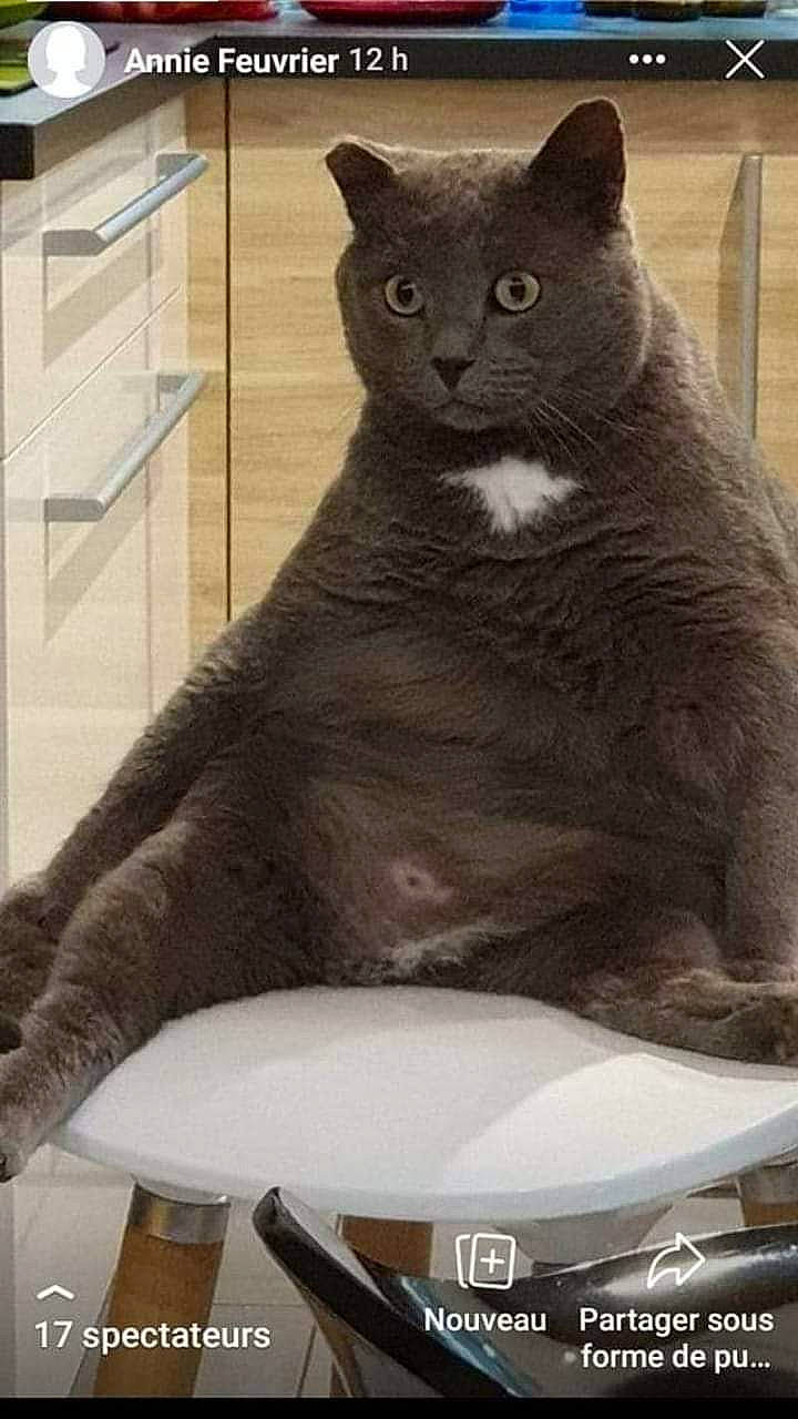 Brutus participe au concours pour gagner de l'argent avec cette photo : automotive_lighting, carnivore, cat, comfort, domestic_short_haired_cat, felidae, fender, fur, grey, motor_vehicle, russian_blue, small_to_medium_sized_cats, snout, tail, terrestrial_animal, whiskers, window, windshield