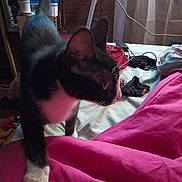 Meimei joined the competition — help win amazing prizes! cat, black_and_white, pet, bed, blanket, indoor, curious, feline, paw, clutter, headphones, water_bottle, curtain, furniture, fabric, pink, white, black, animal, domestic