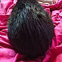 cat, black_cat, fur, pet, animal, indoor, blanket, pink, soft, fluffy, back_view, resting, cozy, bed, fabric, domestic_animal, sleepy, quiet, feline, closeup