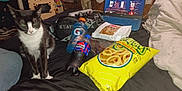 Meimei is registered to the contest to win money with this photo: cat, bed, snacks, chips, pepsi, gatorade, laptop, video, black_and_white_cat, blanket, pillow, bag, indoor, curtains, clothing, shoes, furniture, table, drink, electronics