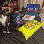cat, bed, snacks, chips, pepsi, gatorade, laptop, video, black_and_white_cat, blanket, pillow, bag, indoor, curtains, clothing, shoes, furniture, table, drink, electronics