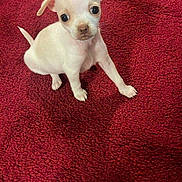 Bonita is registered to the contest to win money with this photo: puppy, dog, small_dog, white_dog, pet, cute, animal, indoor, blanket, red_blanket, fur, young, sitting, looking_at_camera, adorable, companion, domestic_animal, tiny, curious, portrait