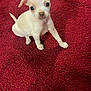 puppy, dog, small_dog, white_dog, pet, cute, animal, indoor, blanket, red_blanket, fur, young, sitting, looking_at_camera, adorable, companion, domestic_animal, tiny, curious, portrait