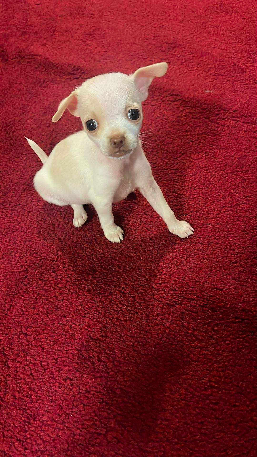 Bonita
