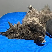Ozzie is registered to the contest to win money with this photo: cat, fluffy, gray, sleeping, bed, blue_bedspread, relaxed, indoor, pet, feline, cozy, fur, whiskers, paw, resting, animal, cute, domestic, mammal, peaceful