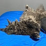 cat, fluffy, gray, sleeping, bed, blue_bedspread, relaxed, indoor, pet, feline, cozy, fur, whiskers, paw, resting, animal, cute, domestic, mammal, peaceful
