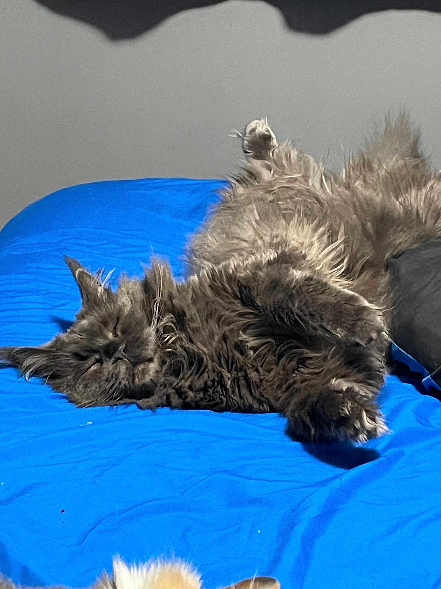 Ozzie