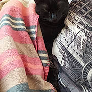 Apophis participe au concours pour gagner de l'argent avec cette photo : black_cat, cat, blanket, striped_blanket, pillow, cityscape_pillow, sleeping_cat, cozy, indoor, resting, pet, feline, soft_texture, colorful_blanket, close_up, quiet, relaxed, home, comfort, nap