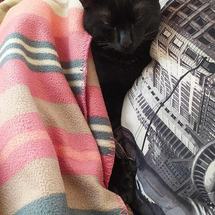 Apophis participe au concours pour gagner de l'argent avec cette photo : black_cat, blanket, cat, cityscape_pillow, close_up, colorful_blanket, comfort, cozy, feline, home, indoor, nap, pet, pillow, quiet, relaxed, resting, sleeping_cat, soft_texture, striped_blanket