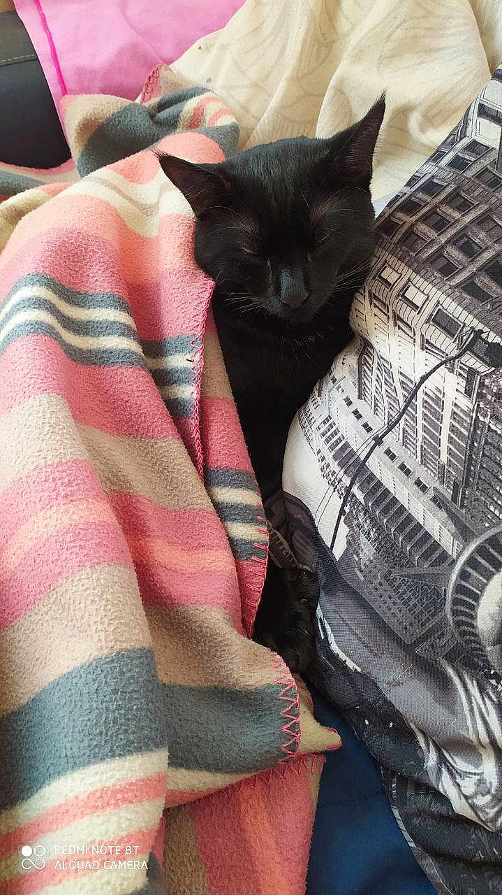 Apophis participe au concours pour gagner de l'argent avec cette photo : black_cat, cat, blanket, striped_blanket, pillow, cityscape_pillow, sleeping_cat, cozy, indoor, resting, pet, feline, soft_texture, colorful_blanket, close_up, quiet, relaxed, home, comfort, nap