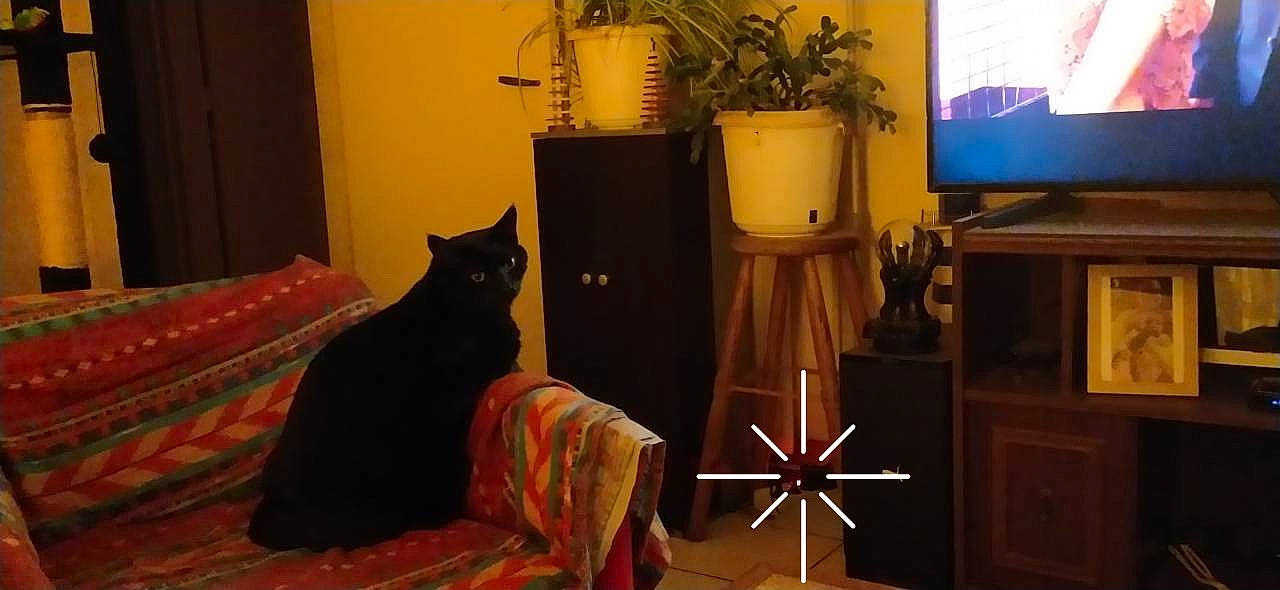 Apophis a rejoint le concours — aidez-le/la à gagner de superbes lots ! carnivore, cat, comfort, felidae, floor, flooring, flowerpot, grey, hardwood, houseplant, interior_design, lamp, lighting, living_room, plant, room, small_to_medium_sized_cats, tail, whiskers, wood