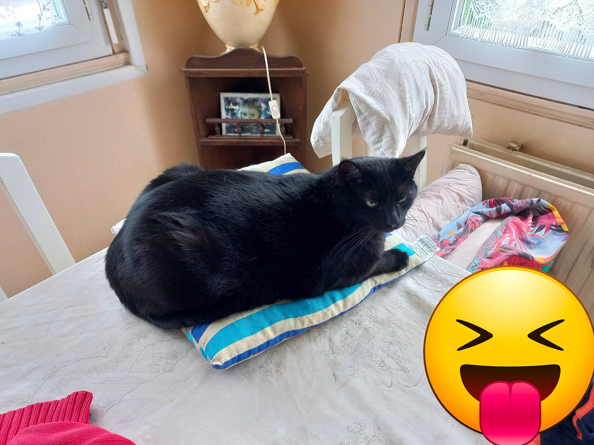 Apophis a rejoint le concours — aidez-le/la à gagner de superbes lots ! azure, bag, bed, black_cat, bombay, carnivore, cat, comfort, couch, felidae, grey, linens, luggage_and_bags, picture_frame, room, small_to_medium_sized_cats, textile, whiskers, window, wood