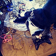 White Collar joined the competition — help win amazing prizes! cat, black_and_white_cat, jewelry, bracelets, necklaces, beads, striped_surface, curious, playful, indoor, pet, feline, accessories, closeup, animal, lying_down, decorative, shiny, messy, whiskers