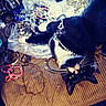 cat, black_and_white_cat, jewelry, bracelets, necklaces, beads, striped_surface, curious, playful, indoor, pet, feline, accessories, closeup, animal, lying_down, decorative, shiny, messy, whiskers