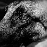 Momo a rejoint le concours — aidez-le/la à gagner de superbes lots ! dog, close_up, black_and_white, fur, eye, portrait, animal, pet, texture, reflection, muzzle, whiskers, canine, monochrome, face, detail, macro, soft_focus_background, expression, quiet