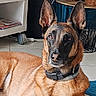alert, animal, basket, belgian_malinois, black_muzzle, books, brown_fur, calm, carpet, collar, dog, ears, floor, furniture, indoor, pet, portrait, shelf, table, tile_floor