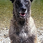 Helka participe au concours pour gagner de l'argent avec cette photo : dog, wet, ears, sitting, river, rocks, water, outdoor, nature, animal, canine, portrait, happy, tongue, fur, sunlight, smile, adventure, pet, landscape
