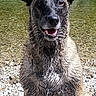 dog, wet, ears, sitting, river, rocks, water, outdoor, nature, animal, canine, portrait, happy, tongue, fur, sunlight, smile, adventure, pet, landscape