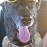Helka participe au concours pour gagner de l'argent avec cette photo : dog, canine, sunglasses, yellow, tongue_out, happy, pet, animal, car, seat, black_nose, fur, close_up, smiling, sunlight, tongue, collar, ears, portrait, companionship