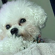 Harper joined the competition — help win amazing prizes! dog, white, curly_fur, close_up, pet, cozy, blanket, soft, cute, nose, sleepy, indoor, animal, fluffy, face, portrait, companion, domestic, fur, relaxed