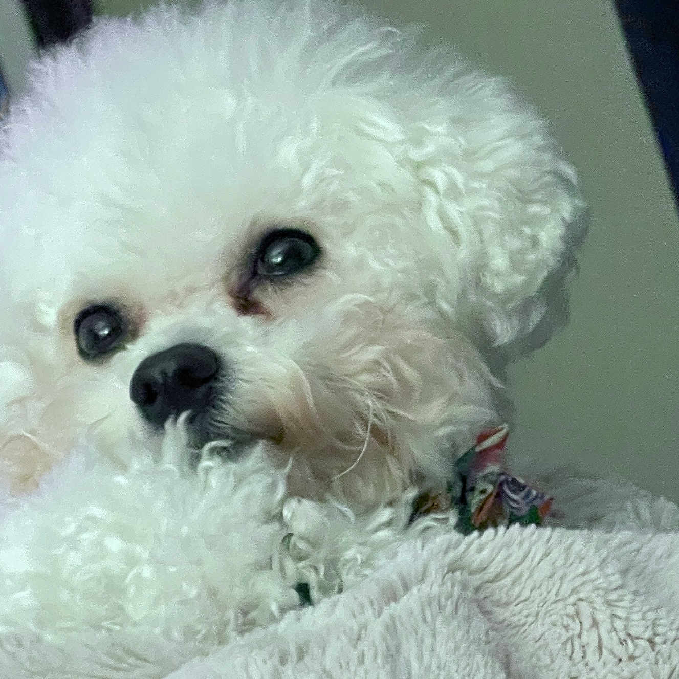 Harper joined the competition — help win amazing prizes! dog, white, curly_fur, close_up, pet, cozy, blanket, soft, cute, nose, sleepy, indoor, animal, fluffy, face, portrait, companion, domestic, fur, relaxed