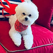 Bella is registered to the contest to win money with this photo: accessories, animal, architecture, building, canine, couch, cushion, dog, formalwear, furniture, head, homedecor, indoors, livingroom, person, pet, poodle, puppy, tie, whitedog