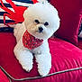 accessories, animal, architecture, building, canine, couch, cushion, dog, formalwear, furniture, head, homedecor, indoors, livingroom, person, pet, poodle, puppy, tie, whitedog