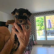 Billy Jean participe au concours pour gagner de l'argent avec cette photo : bright, cage, cozy, curious, dog, floor, fluffy, furniture, garden, hand, holding, indoor, patterned_wall, person, pet, puppy, sunlight, tile, window, young_dog