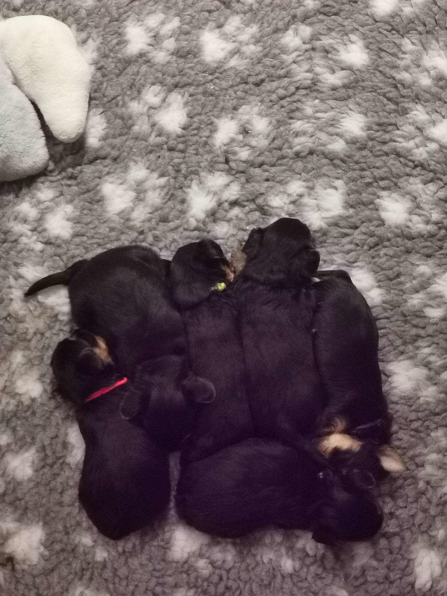 Les Bébés