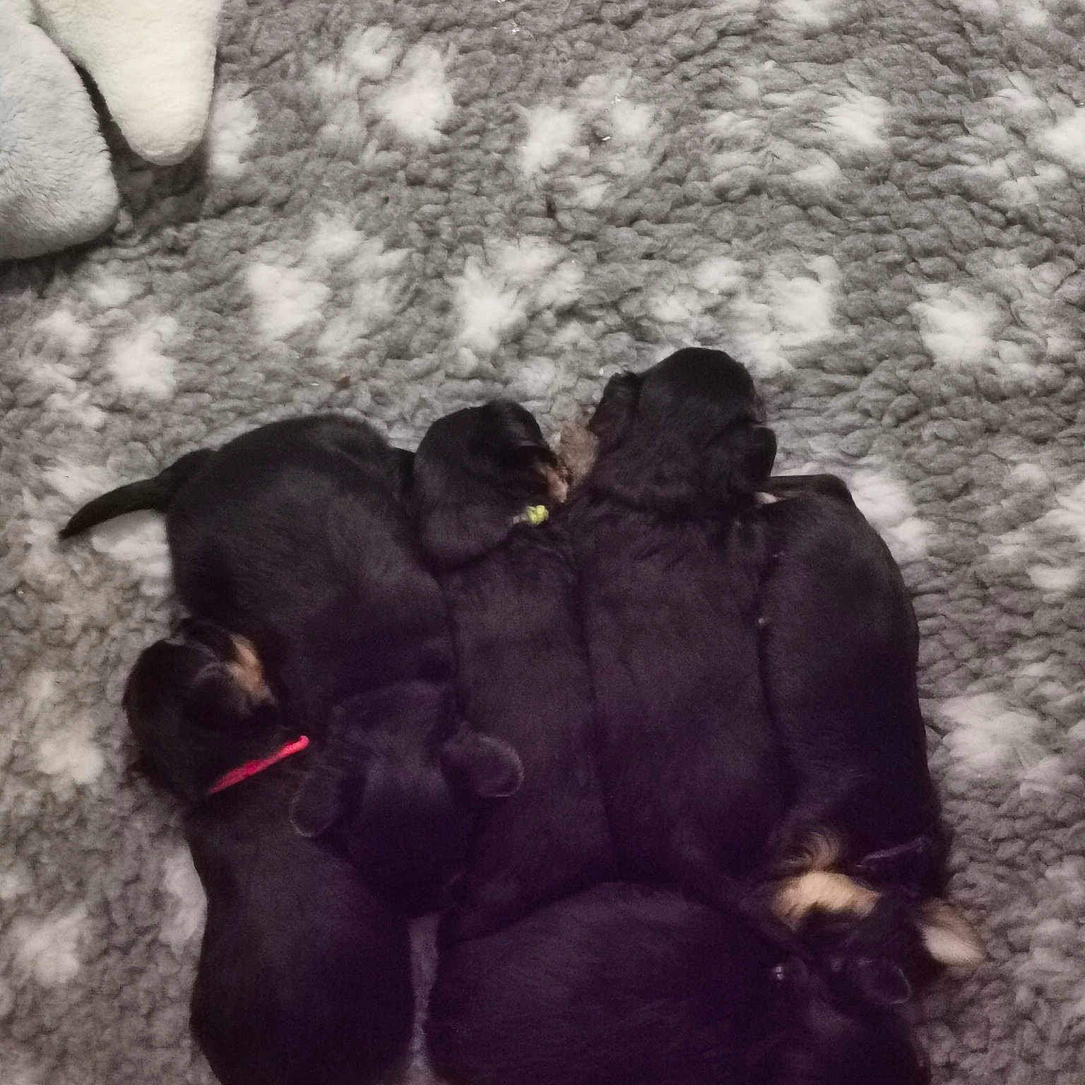 Les Bébés
