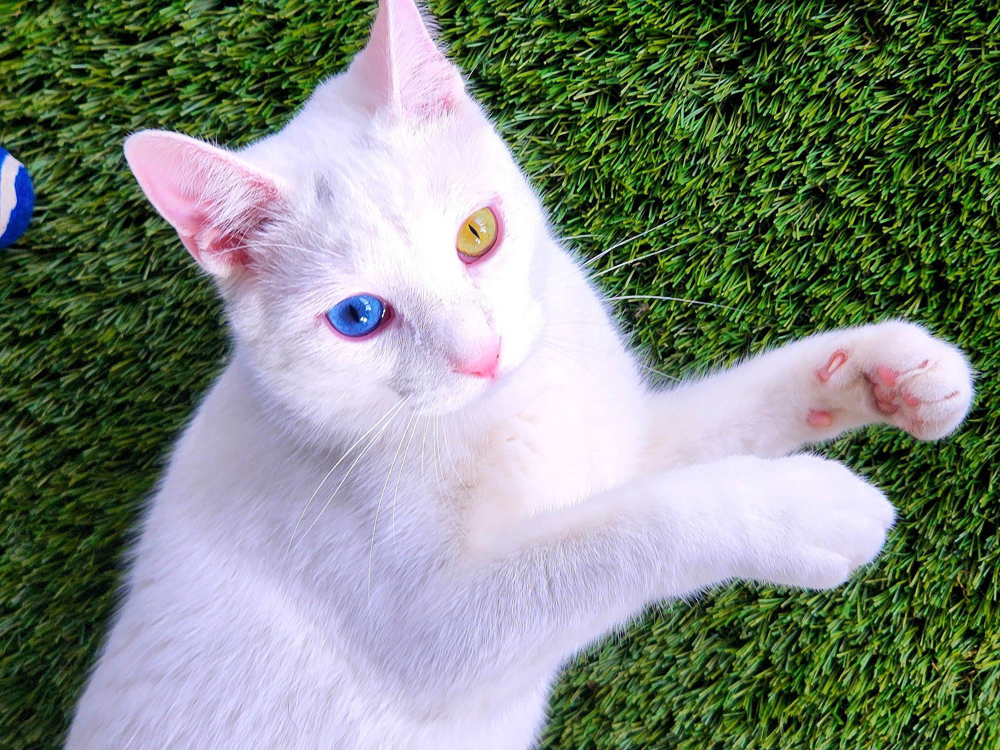 Kaspurr is registered to the contest to win money with this photo: art, carnivore, cat, domestic_short_haired_cat, eye, fawn, felidae, fur, grass, groundcover, head, paw, plant, shrub, small_to_medium_sized_cats, snout, tail, whiskers