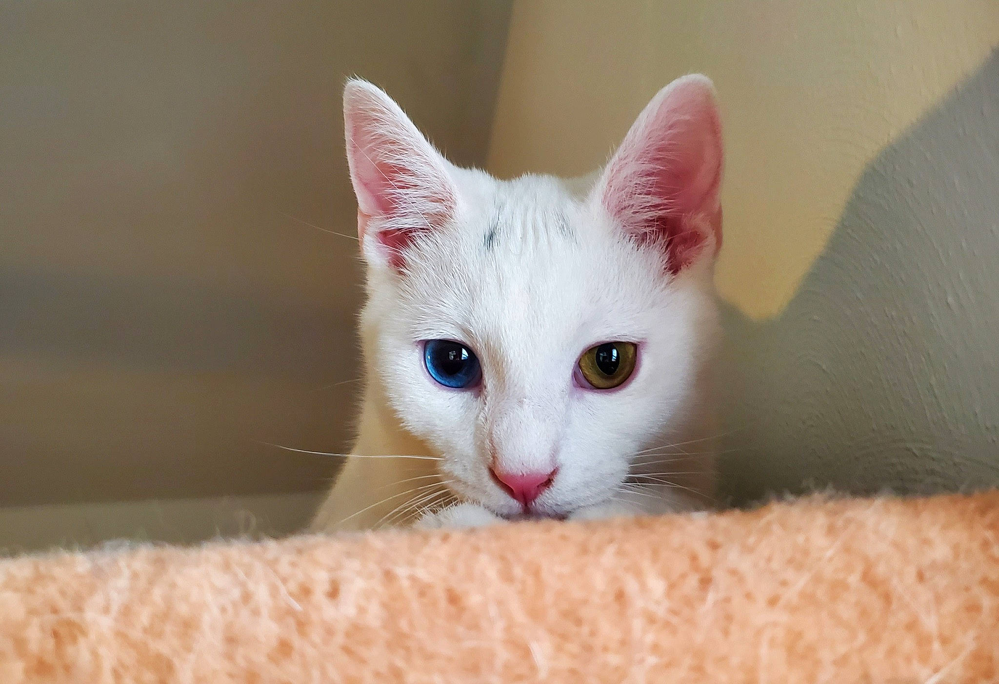 Kaspurr joined the competition — help win amazing prizes! carnivore, cat, comfort, domestic_short_haired_cat, fawn, felidae, fur, no_expression, paw, small_to_medium_sized_cats, snout, terrestrial_animal, whiskers