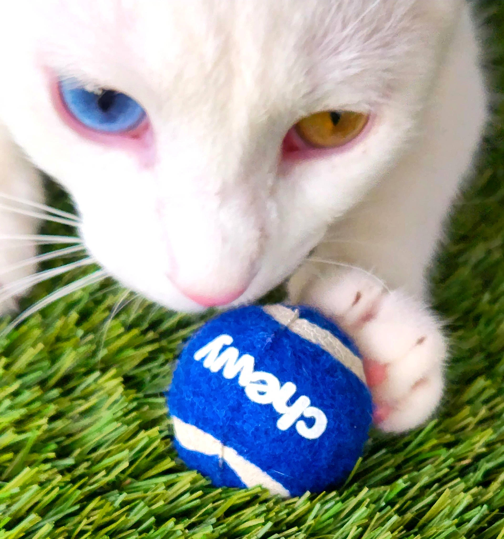 Kaspurr joined the competition — help win amazing prizes! ball, blue, carnivore, cat, close_up, domestic_short_haired_cat, electric_blue, felidae, fur, grass, holiday, macro_photography, nail, ornament, paw, small_to_medium_sized_cats, snout, soccer_ball, toy, whiskers